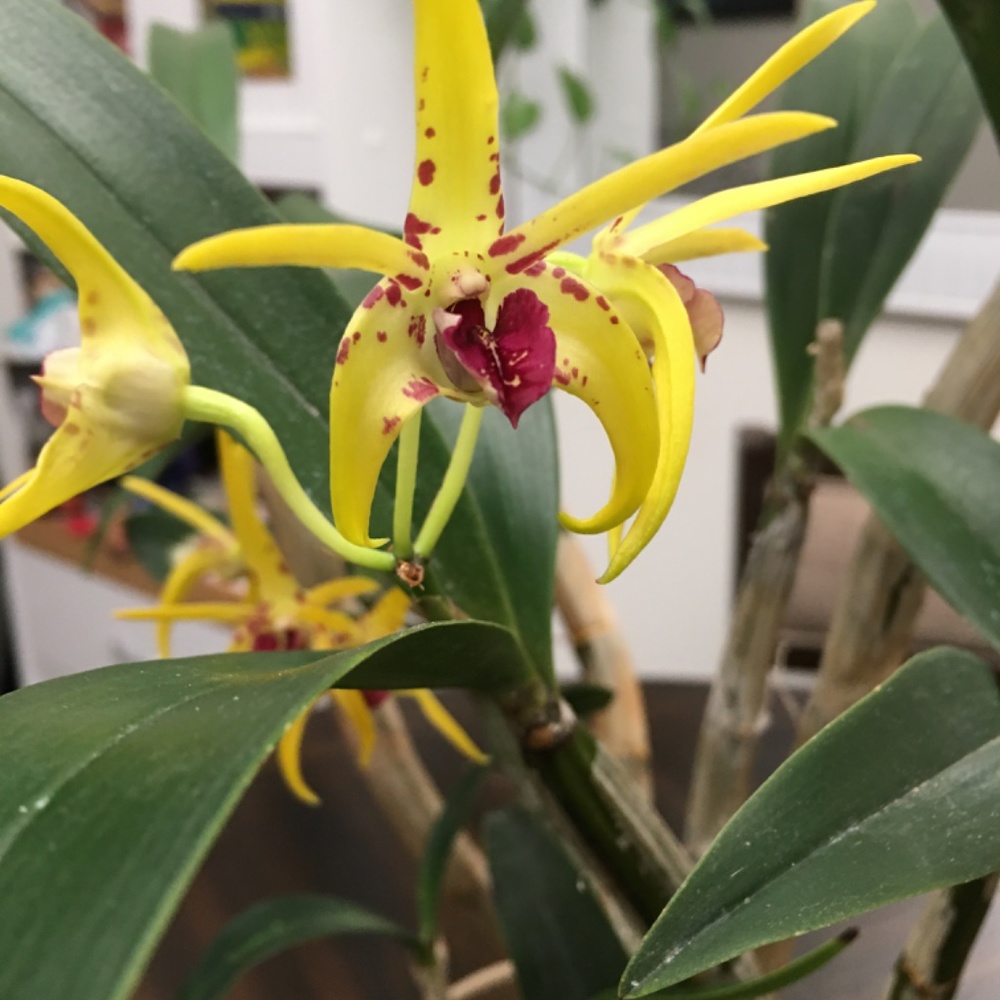 🌼 Rare Australian Dendrobium Orchid ( Only 1 offered this year)_ Collection #3. - Picture 5 of 13